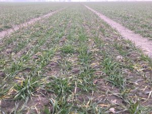 Pszenica LG Jutta 23.02.2019