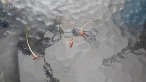 Pszenica przewódkowa Tybalt 