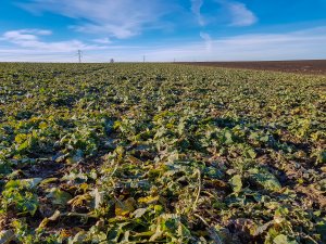 Rzepak ozimy - Atora F1 - 16.02.2019