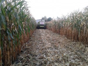 Claas Dominator 98 MAXI + Olimac Drago 5 rzędów