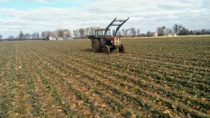 Ursus c-355 & amazone zaf 804