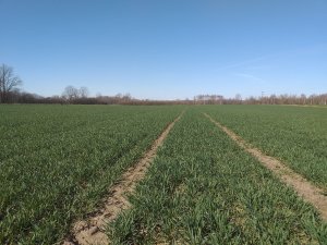 Arkadia, stan na 27.03.2019