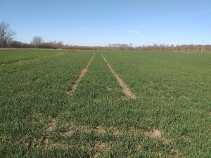 Arkadia, stan na 27.03.2019