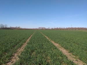 Arkadia, stan na 27.03.2019