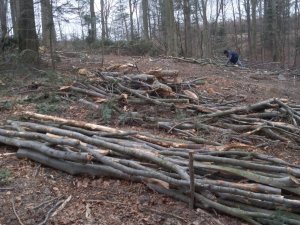 Gałęziówka po zrywce. 