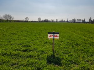 Jęczmień ozimy Hylona F1 - 23.03.2019