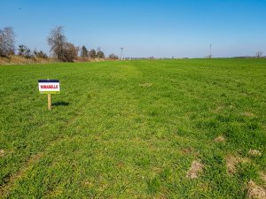 Jęczmień ozimy Mirabelle - 23.03.2019