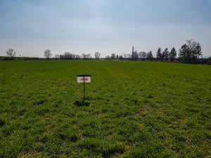 Jęczmień ozimy SU Vireni - 23.03.2019