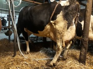 Krowa 3 laktacja 