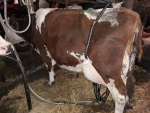 Krowa 5 laktacja 