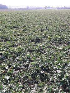 LG Architect 23.03.2019