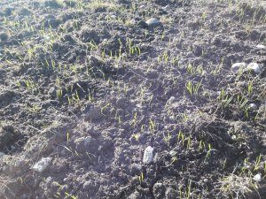 Pszenica Jara Tybalt