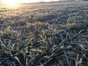 Pszenica LG Jutta  2.03.2019