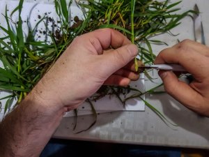 Pszenica ozima - Artist - 10.03.2019