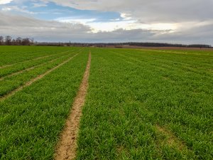 Pszenica ozima - Artist - 10.03.2019