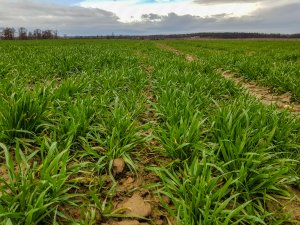 Pszenica ozima - Artist - 10.03.2019