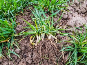 Pszenica ozima - Artist - 10.03.2019