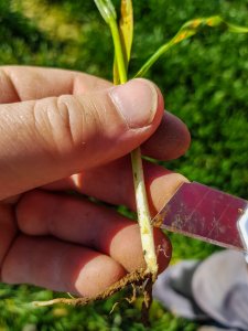 Pszenica ozima Artist - 23.03.2019 - kolanko