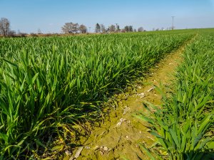 Pszenica ozima Artist - 23.03.2019