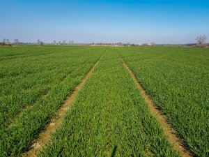 Pszenica ozima Artist - 23.03.2019