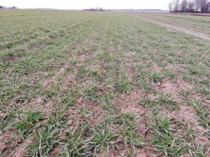 Pszenica ozima Desamo