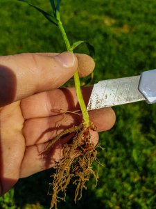 Pszenica ozima Expo - 23.03.2019 - kolanko