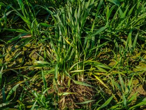 Pszenica ozima Rotax - 23.203.2019