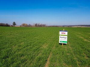 Pszenica Rotax - 23.03.2019