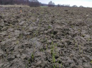 pszenica tybalt przewodka