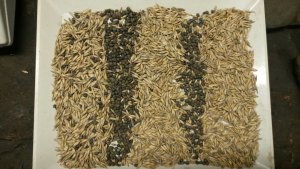 Rozdzielenie mieszanki owies wyka.