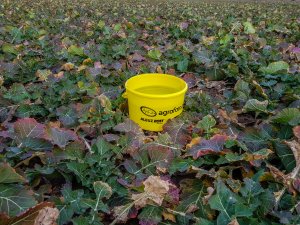 Rzepak ozimy - Atora F1 - 03.03.2018