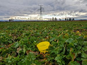 Rzepak ozimy - Prince F1 - 10.03.2019