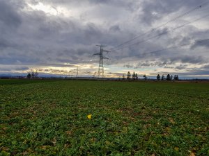 Rzepak ozimy - Prince F1 - 10.03.2019