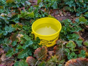 Rzepak ozimy Atora F1 - 10.03.2019