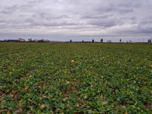 Rzepak ozimy Atora F1 - 10.03.2019