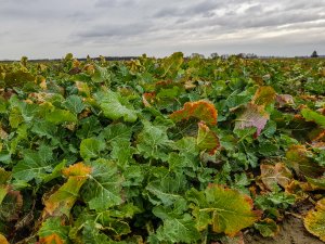 Rzepak ozimy Atora F1 - 10.03.2019