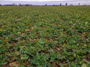 Rzepak ozimy Atora F1 - 10.03.2019