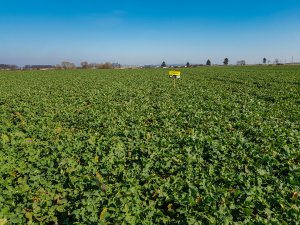 Rzepak ozimy Atora F1 - 23.03.2019