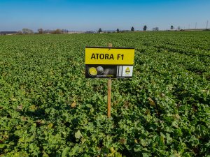 Rzepak ozimy Atora F1 - 23.03.2019