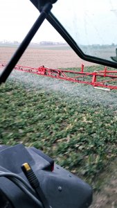 Rzepak ozimy LG Arkansas