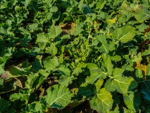 Rzepak ozimy Prince f1 - 23.03.2019