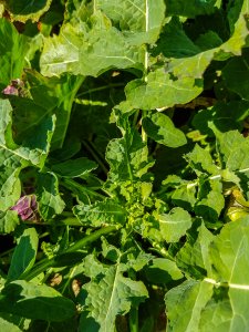 Rzepak ozimy Prince f1 - 23.03.2019