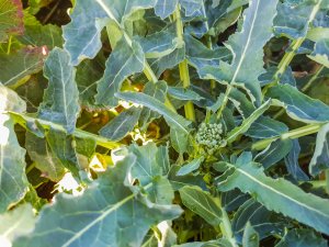 Rzepak ozimy Prince f1 - 23.03.2019