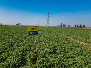 Rzepak ozimy Prince f1 - 23.03.2019