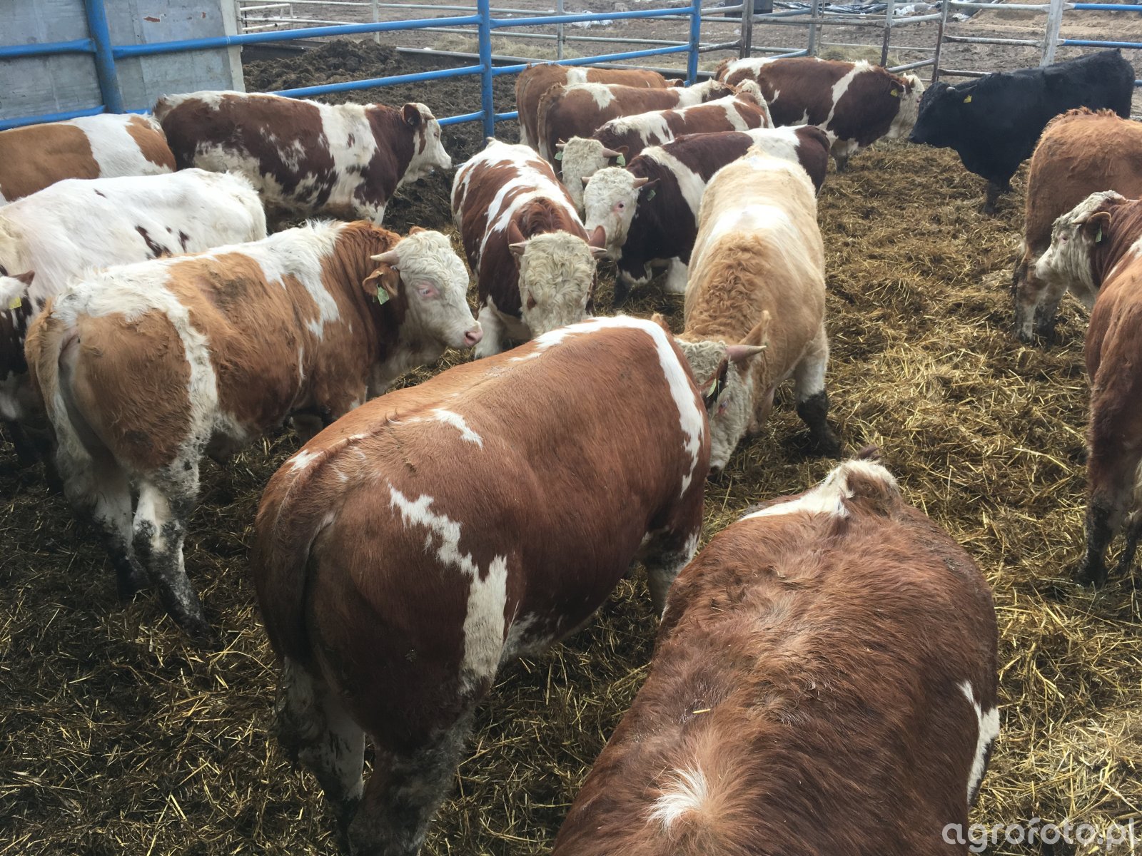 Simental - zdjęcie, fotka, foto numer 749200 - Galeria rolnicza agrofoto