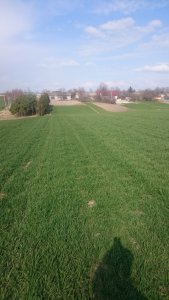 Pszenica ozima LG Jutta/ Trapez