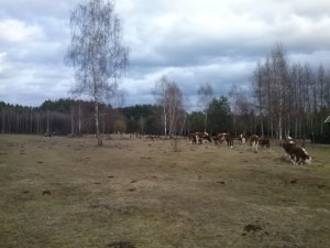 Śniadanie na trawie