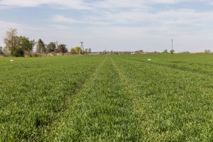 Jęczmień Mirabelle i SU Vireni