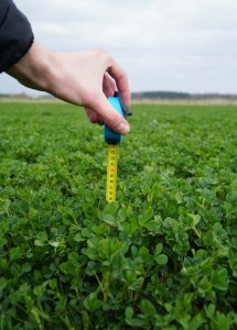 Lucerna otoczkowana Yellow Jacket - wiosna 2019