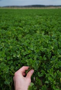 Lucerna otoczkowana Yellow Jacket - wiosna 2019